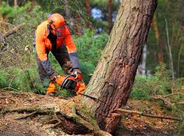 How Our Tree Care Process Works  in Austintown, OH